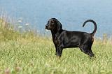 DOBERMANN 1053